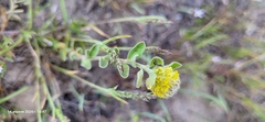 Alyssum dasycarpum (Alyssum dasycarpum)