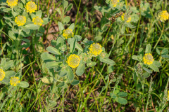 Alyssum dasycarpum (Alyssum dasycarpum)