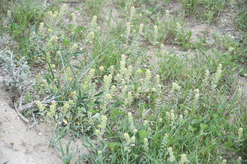 Alyssum dasycarpum (Alyssum dasycarpum)