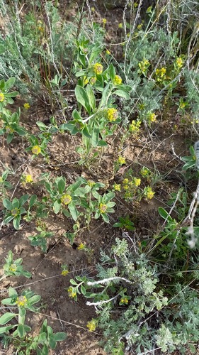 Alyssum dasycarpum (Alyssum dasycarpum)