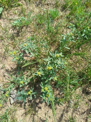 Alyssum dasycarpum (Alyssum dasycarpum)