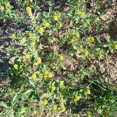 Alyssum dasycarpum (Alyssum dasycarpum)
