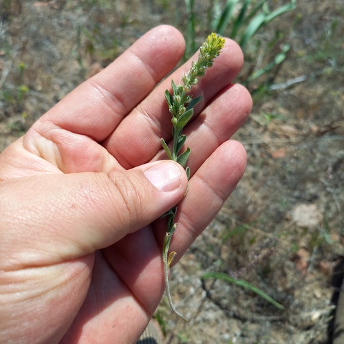 Alyssum dasycarpum (Alyssum dasycarpum)