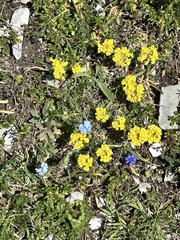 Alyssum diffusum (Alyssum diffusum)