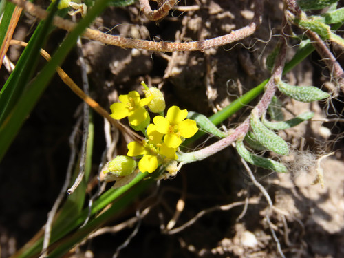 Alyssum diffusum (Alyssum diffusum)