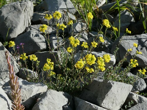 Alyssum fastigiatum (Alyssum fastigiatum)