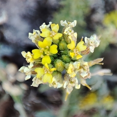Alyssum fastigiatum (Alyssum fastigiatum)