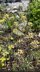 Alyssum fastigiatum (Alyssum fastigiatum)