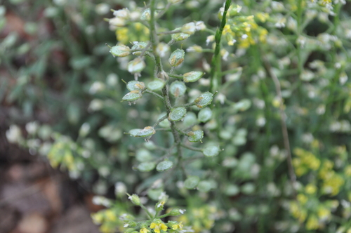 Alyssum fastigiatum (Alyssum fastigiatum)