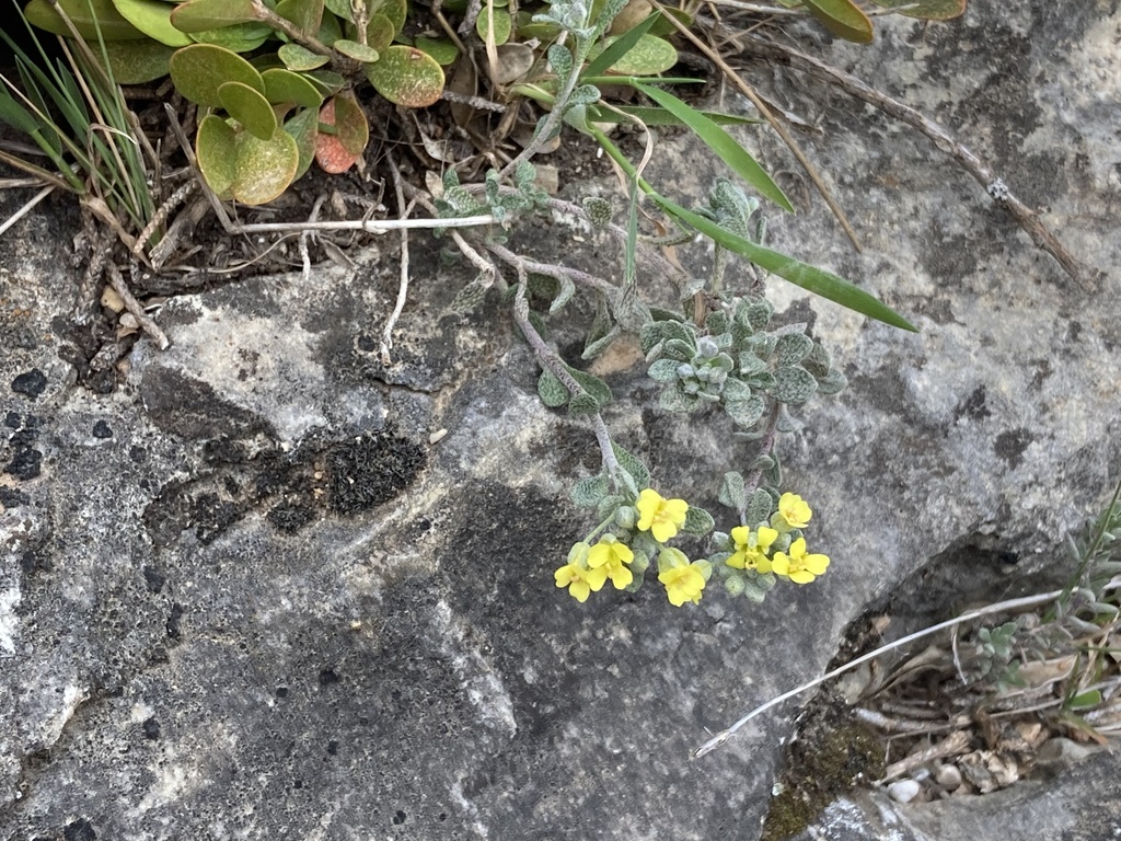 Alyssum fastigiatum (Alyssum fastigiatum)