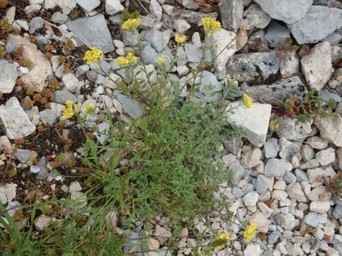 Alyssum fastigiatum (Alyssum fastigiatum)
