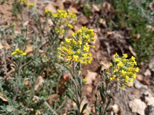 Alyssum fastigiatum (Alyssum fastigiatum)