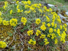 Alyssum fastigiatum (Alyssum fastigiatum)