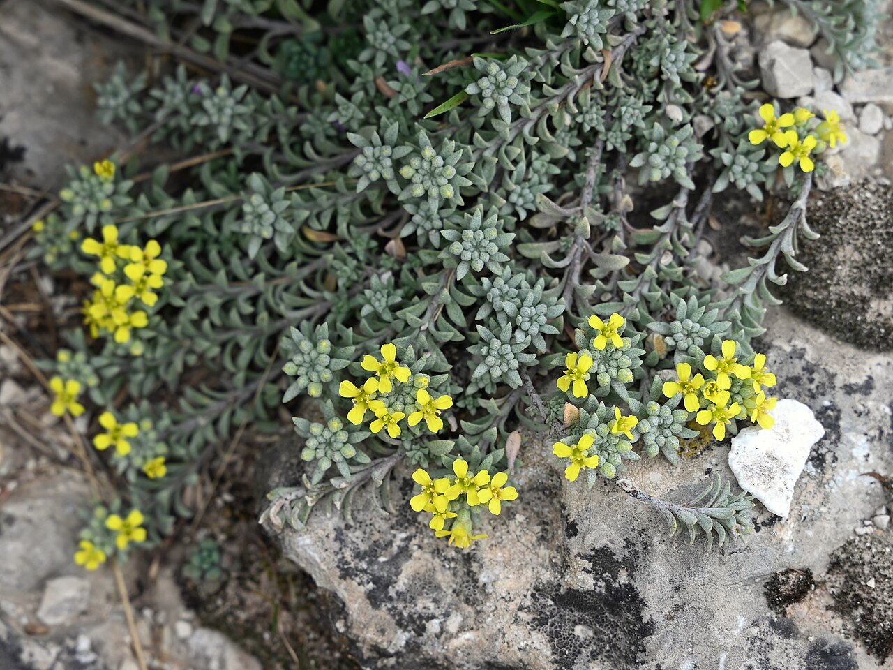 Alyssum fastigiatum: Alyssum fastigiatum on slopes of Pico la Tinosa N from Las Lagunillas, Andalusia