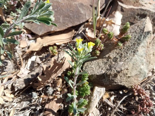 Alyssum fastigiatum (Alyssum fastigiatum)