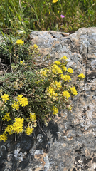 Alyssum fastigiatum (Alyssum fastigiatum)