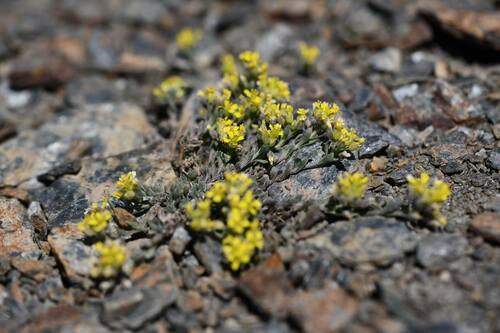 Alyssum fastigiatum (Alyssum fastigiatum)