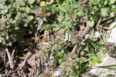 Alyssum foliosum (Alyssum foliosum)