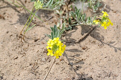 Alyssum gmelinii: Sand-Steinkraut im Mainzer Sand, aufgenommen am 06.01.2014