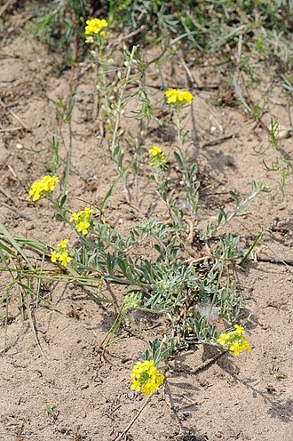 Alyssum gmelinii: Sand-Steinkraut im Mainzer Sand, aufgenommen am 06.01.2014