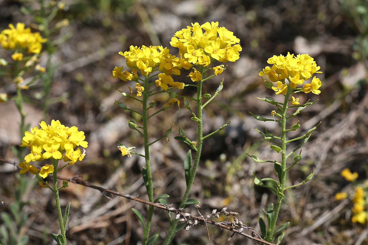 Alyssum gmelinii: Moscow area, Serpukhovo region, close to Nikiforovo village