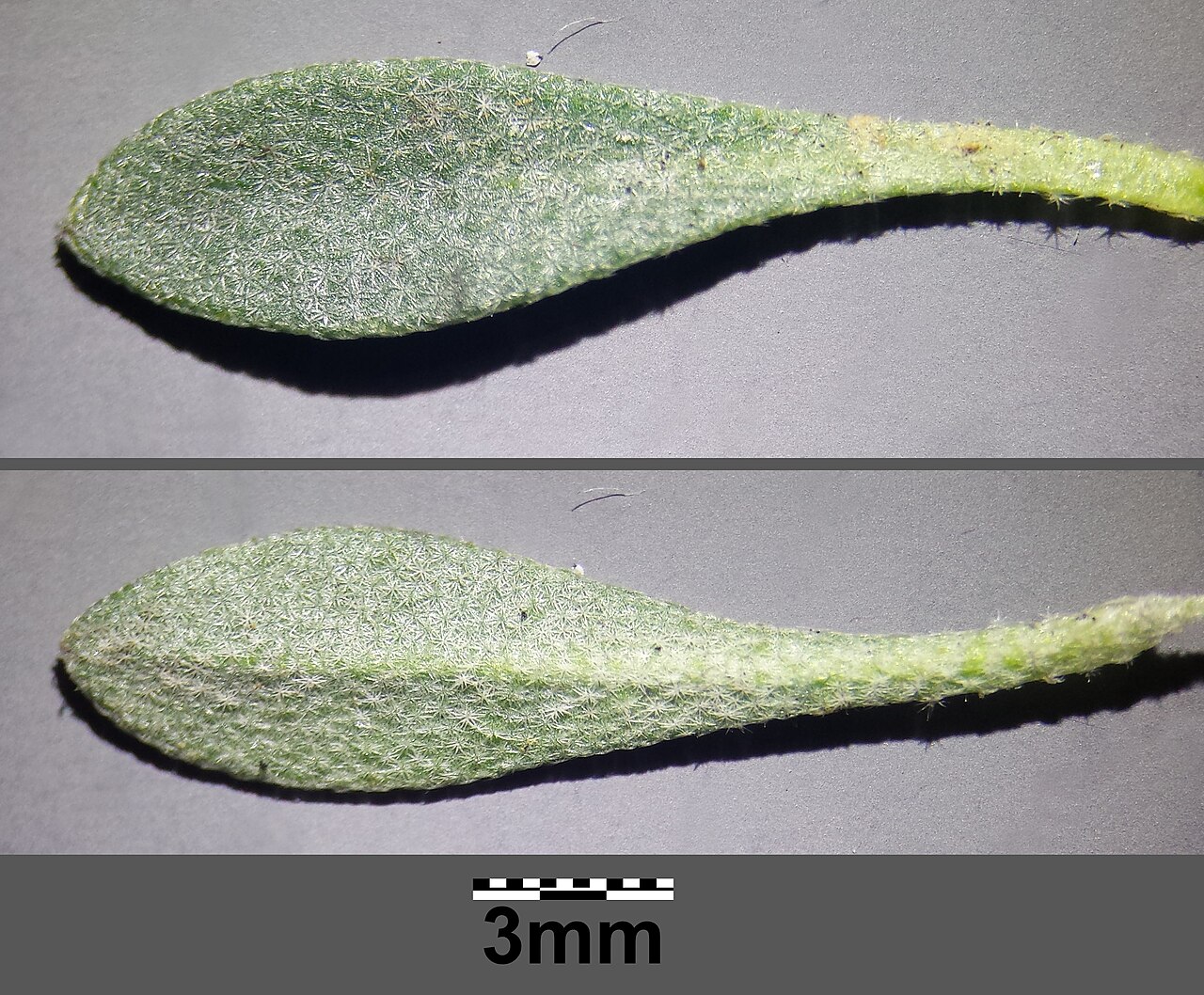 Alyssum gmelinii: Leaf with stellar hairs (top: upper side, below: bottom side) Taxonym: Alyssum montanum subsp. gmelinii ss Španiel, Marhold, Thiv, Zozomová-Lihová: Botanical Jo