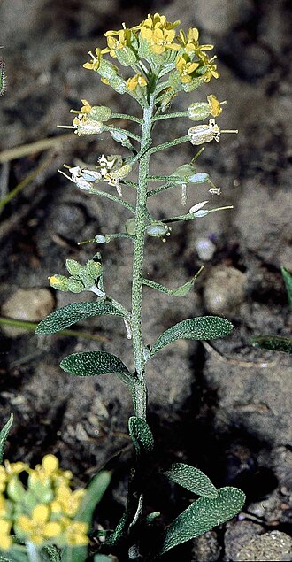 Alyssum gmelinii (Alyssum gmelinii)