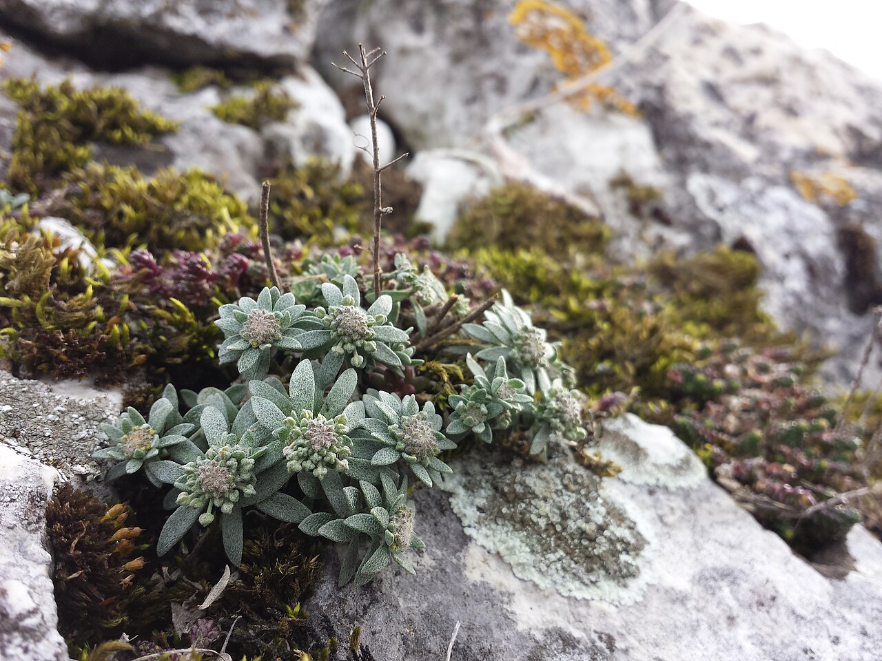 Alyssum gmelinii: Habitus in early spring Taxonym: Alyssum montanum subsp. gmelinii ss Španiel, Marhold, Thiv, Zozomová-Lihová: Botanical Journal of the Linnean Society Volume 16
