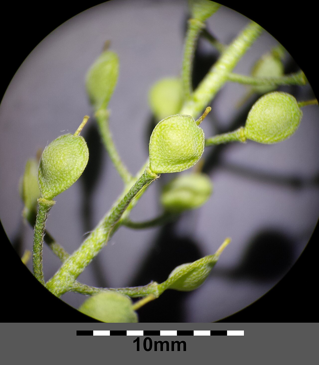 Alyssum gmelinii: Infructescence Taxonym: Alyssum montanum subsp. gmelinii ss Španiel, Marhold, Thiv, Zozomová-Lihová: Botanical Journal of the Linnean Society Volume 169, Issue