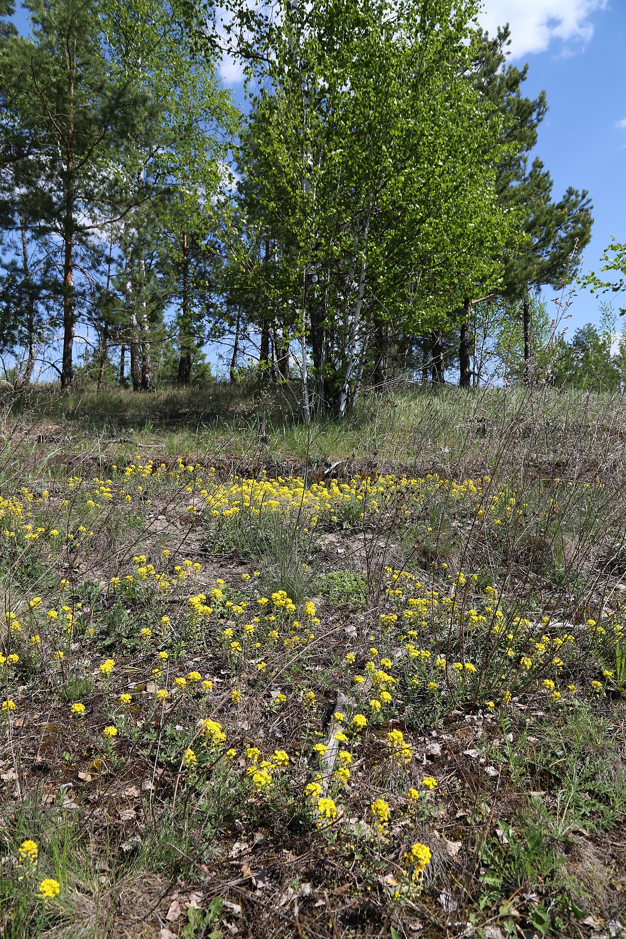 Alyssum gmelinii: Moscow area, Serpukhovo region, close to Nikiforovo village