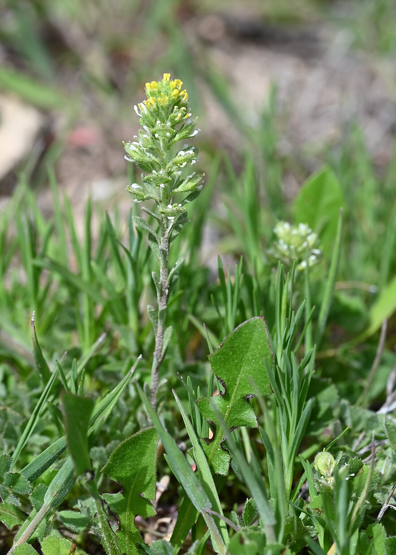 Alyssum granatense: Alyssum granatense in Quentar, Andalusia