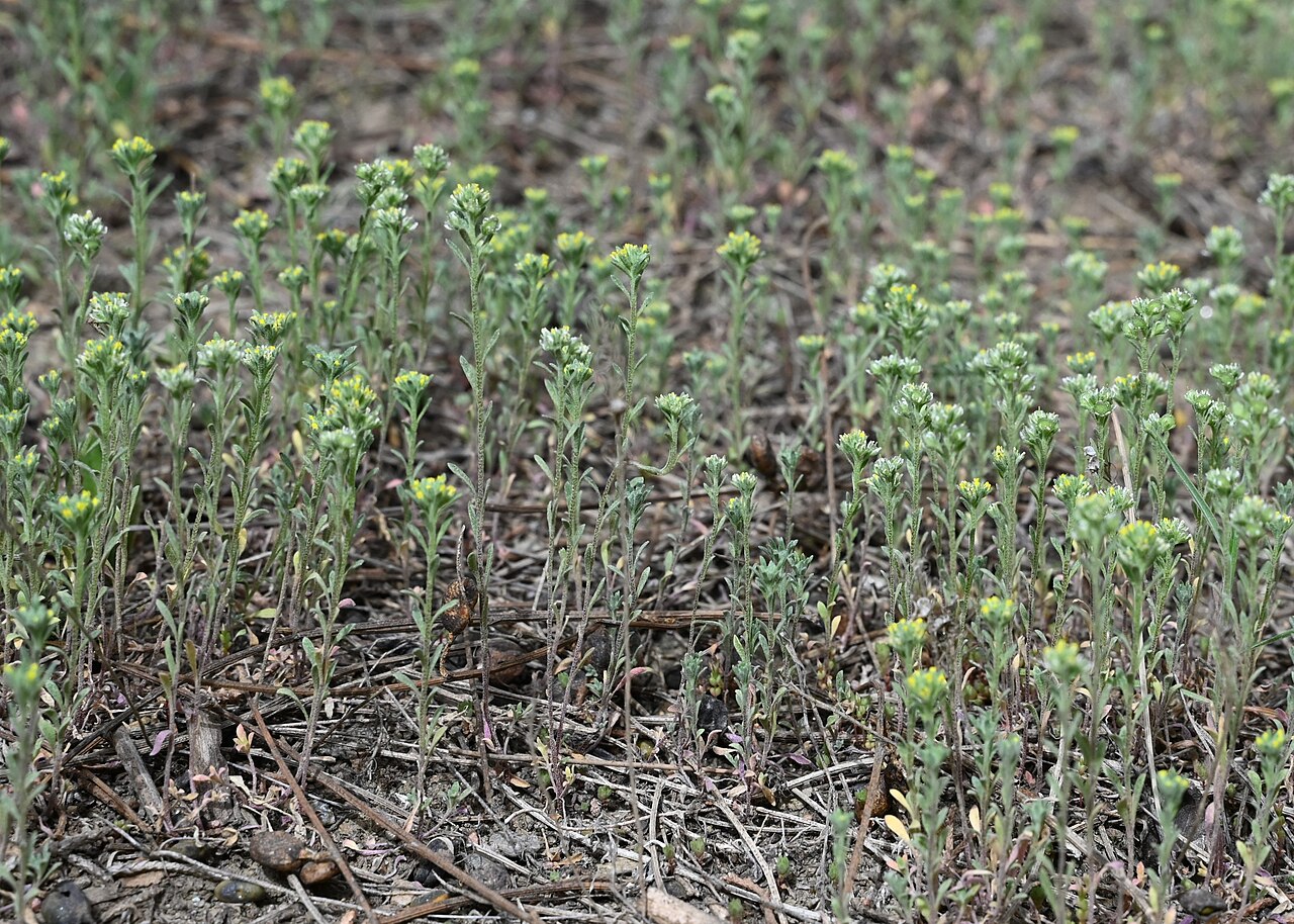 Alyssum granatense: Alyssum granatense at Mirador Cárcavas de Marchal, Andalusia