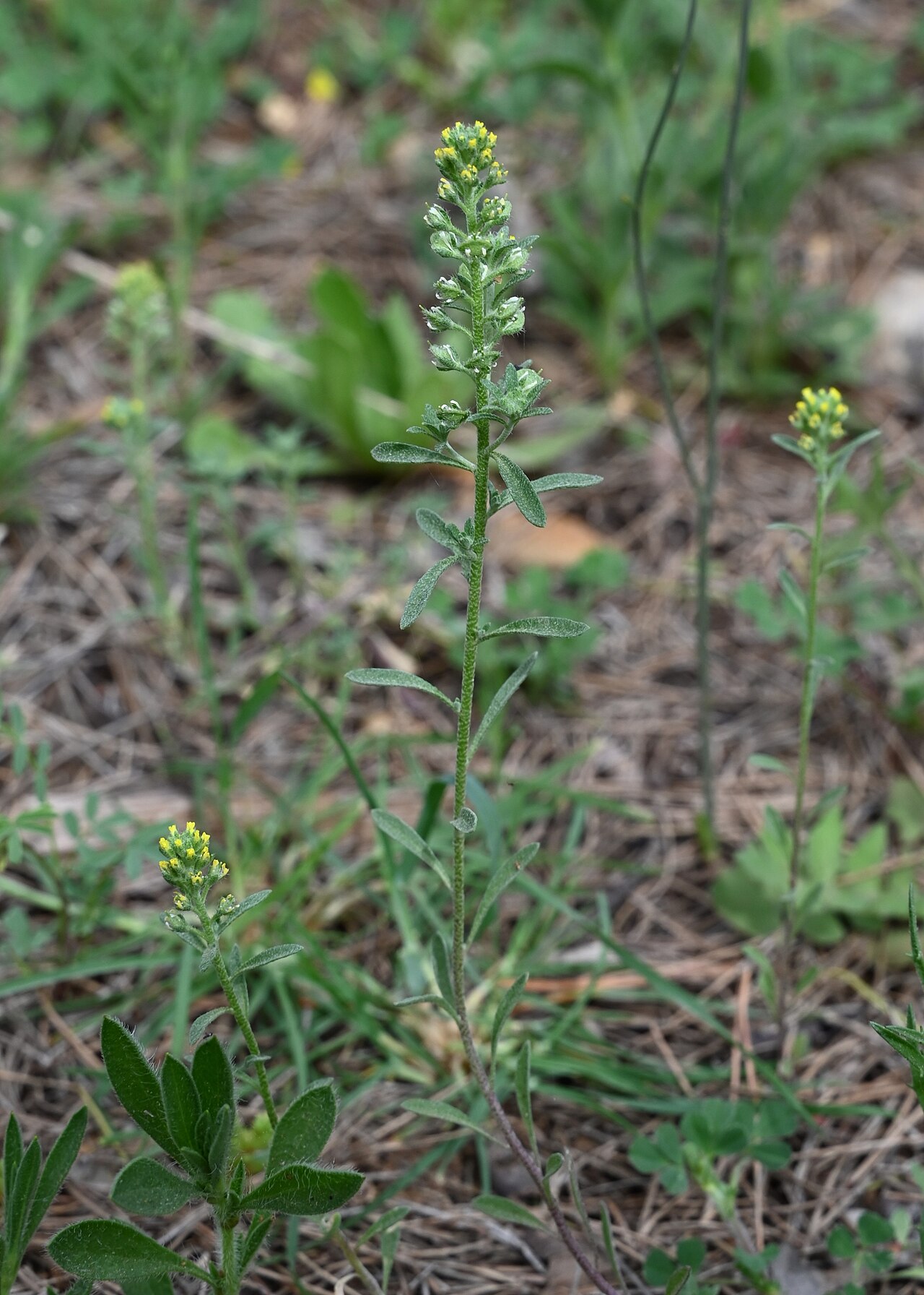 Alyssum granatense: Alyssum granatense at Mirador Cárcavas de Marchal, Andalusia