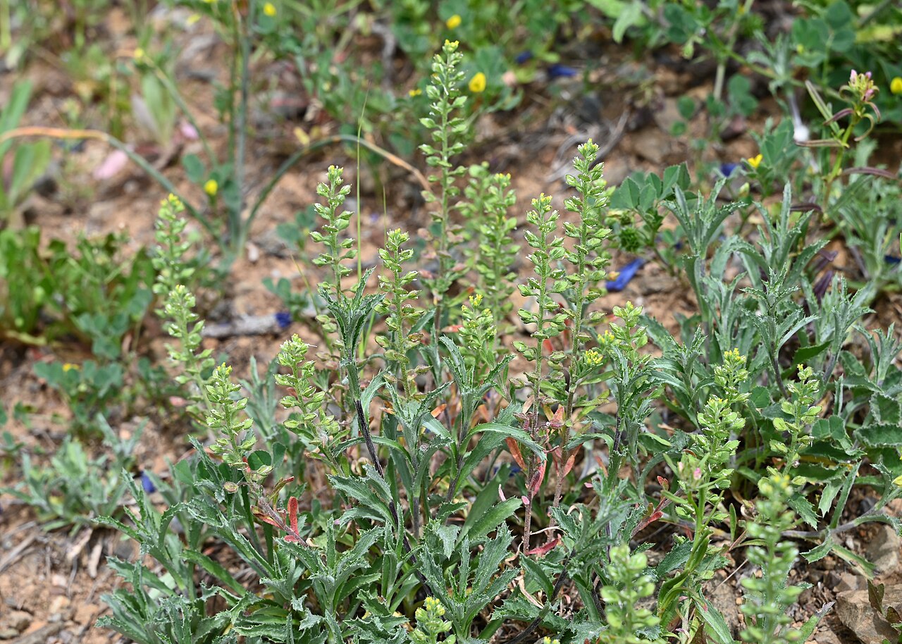 Alyssum granatense: Alyssum granatense N from Villaverde del Río, Andalusia
