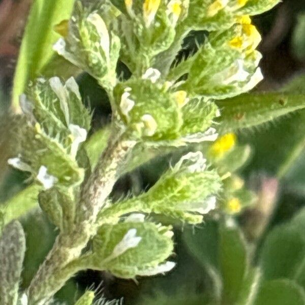 Alyssum granatense (Alyssum granatense)