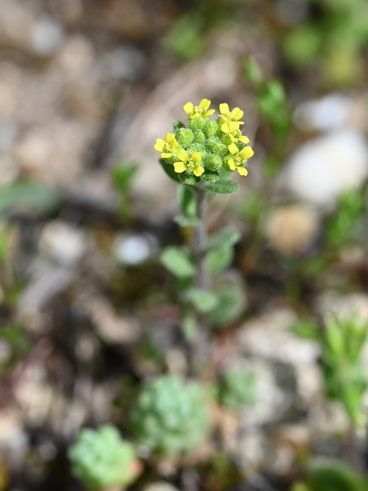 Alyssum granatense: Alyssum granatense in Quentar, Andalusia