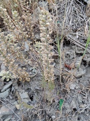 Alyssum hirsutum (Alyssum hirsutum)