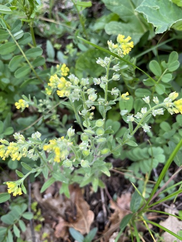 Alyssum hirsutum (Alyssum hirsutum)