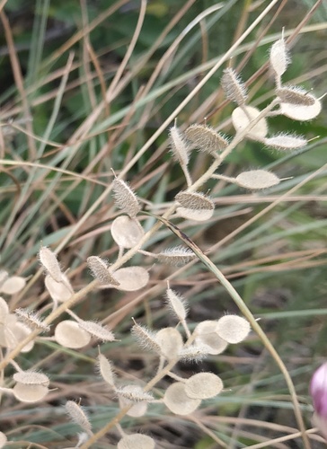 Alyssum hirsutum (Alyssum hirsutum)