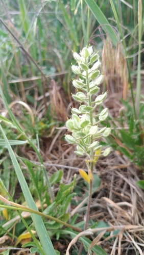 Alyssum hirsutum (Alyssum hirsutum)