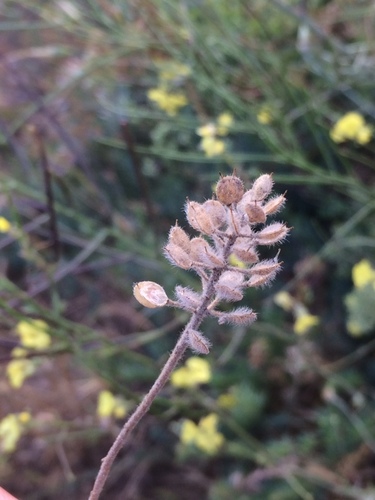 Alyssum hirsutum (Alyssum hirsutum)