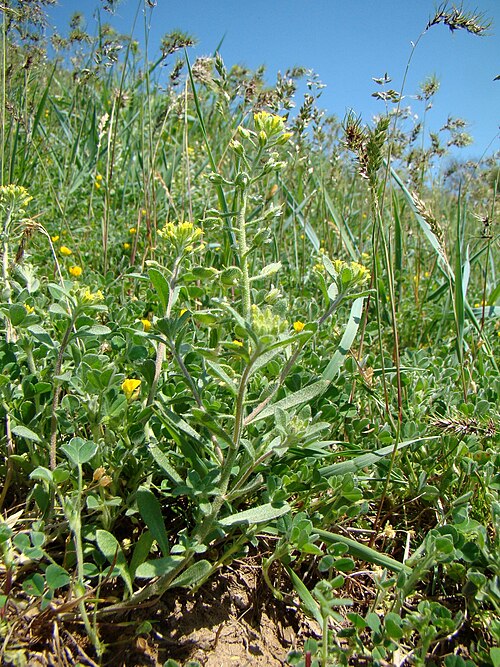 Alyssum hirsutum: Alyssum hirsutum