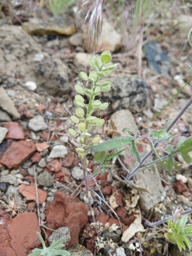 Alyssum hirsutum (Alyssum hirsutum)