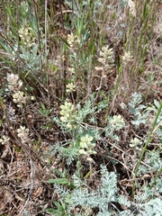 Alyssum hirsutum (Alyssum hirsutum)