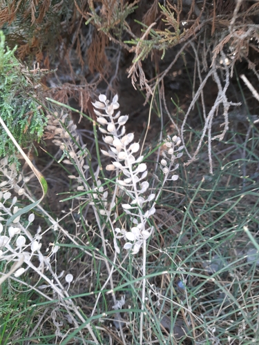 Alyssum hirsutum (Alyssum hirsutum)