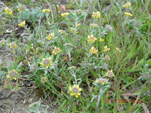Alyssum hirsutum (Alyssum hirsutum)