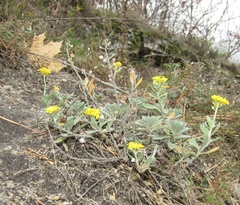 Alyssum iljinskae (Alyssum iljinskae)