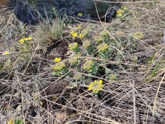 Alyssum lenense (Alyssum lenense)