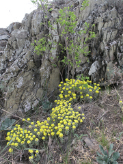 Alyssum lenense (Alyssum lenense)