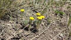 Alyssum lenense (Alyssum lenense)